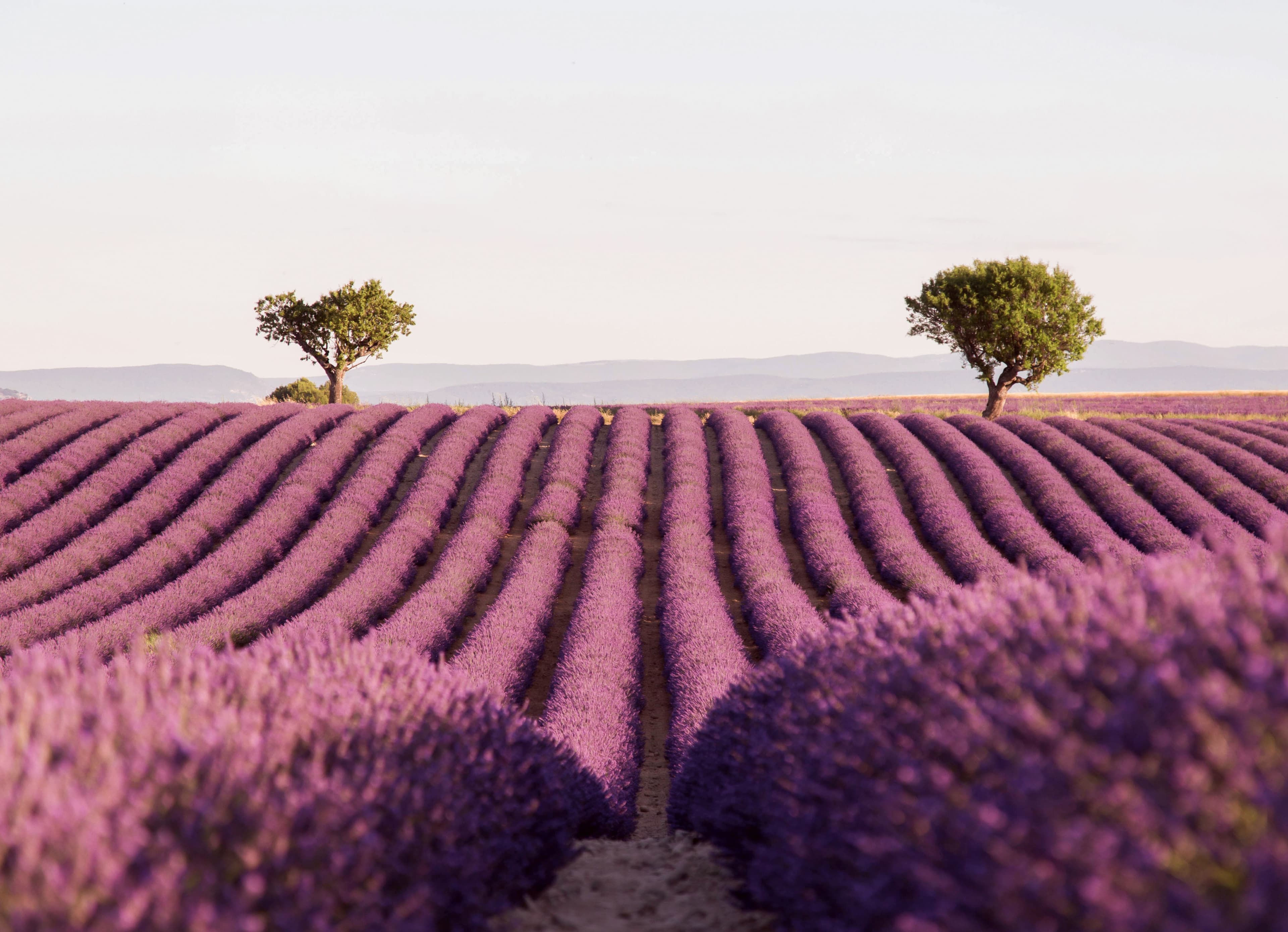 Production alimentaire moderne